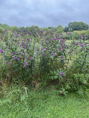 Vernonia