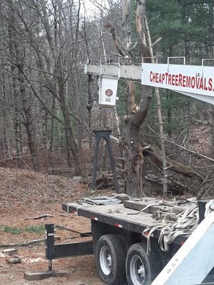 Removing one of many gnarly pines.