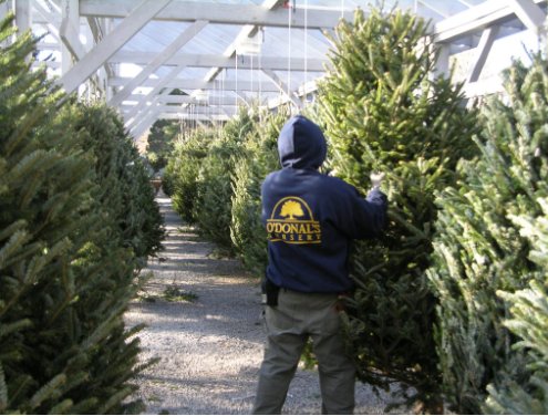 Christmas Trees (only in winter)