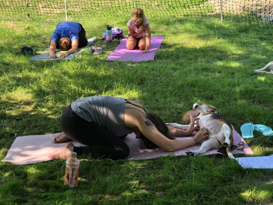 Yoga featuring our emotional support dog