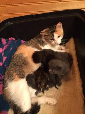 5 one week old kittens rescued from dumpster with their surrogate mom