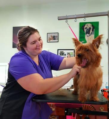 Kristi, our National Certified Master groomer, hand stripping Zoey the Australian Terrier.