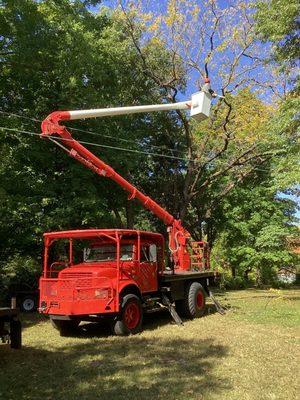 Tree removal