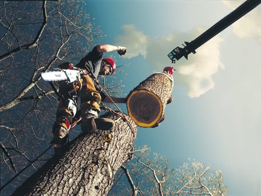 Safe Tree Removal Services