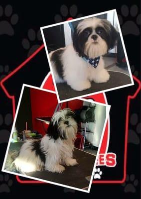 1st time puppy trims to introduce your dog to a life of healthy grooming ONLY $25