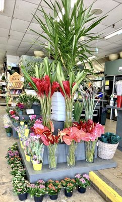 Red and Pink Anthuriums!