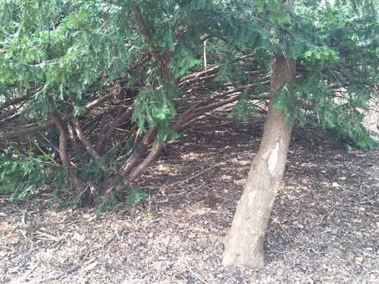 "Forts" that previous children carved out