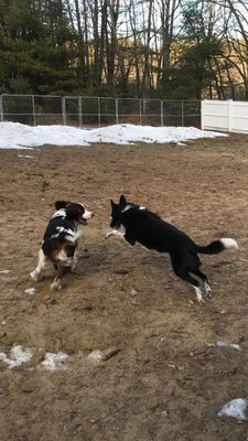 Dog social time in the play yard