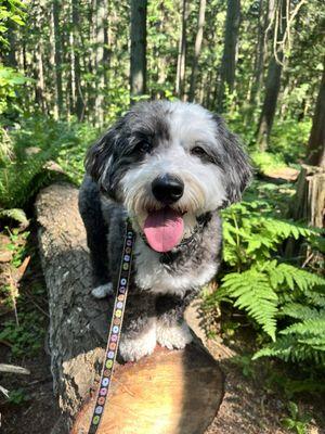 Happy pup enjoying the smells & trails