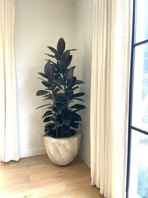 Ficus Elastica Burgundy