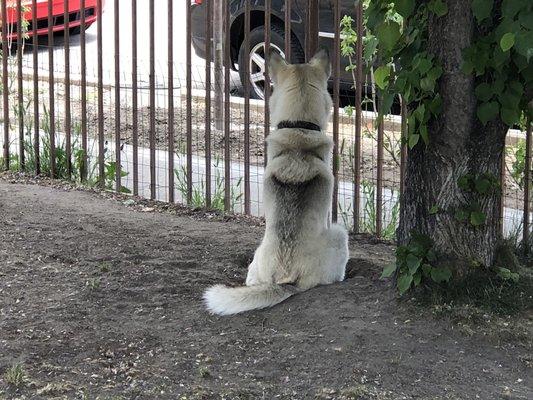 Monday, June 3, 2019: watch dog for the historic Abraham Curry House.