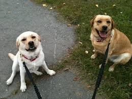 Dog walking with: Sally & Spector