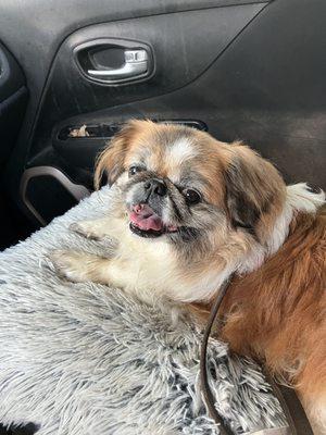 15 yo Pekingese needing veterinary CARE.