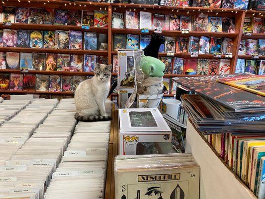 "I'm secretly judging your choices while waiting for you to pet me. Also, someone put on The Crow soundtrack."