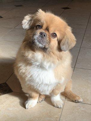 Always poses after his grooming visit.