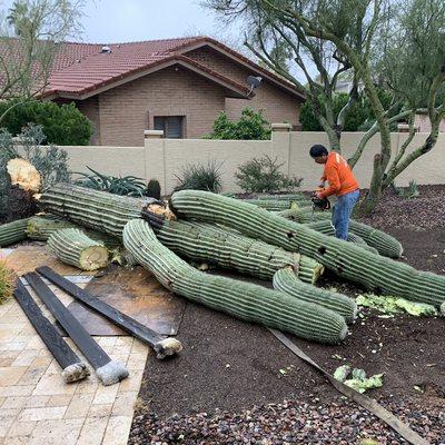 Roadrunner Cactus