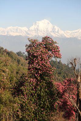 Rhododendron in Annapurna region