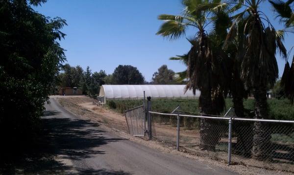 Driveway to Stand.  Drive down it, stand behind greenhouse.