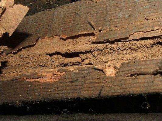 Termite damage