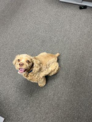 Happy pup after his grooming appointment