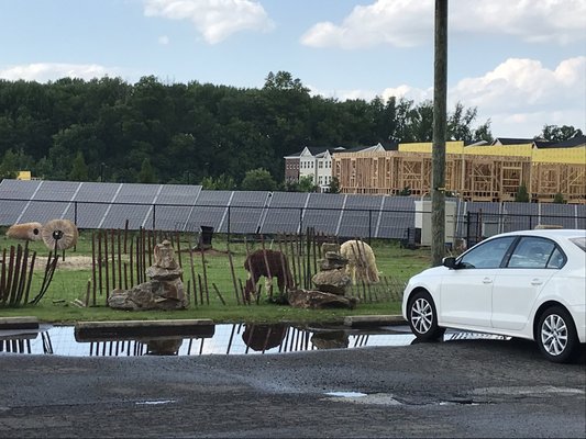 Llamas or alpacas? Either way, this is a nice juxtaposition of the transformation to typical suburban hell that the area is undergoing