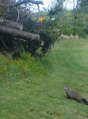 This little guy caddied for us on 14