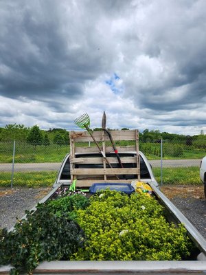 Plants and shrubs installed