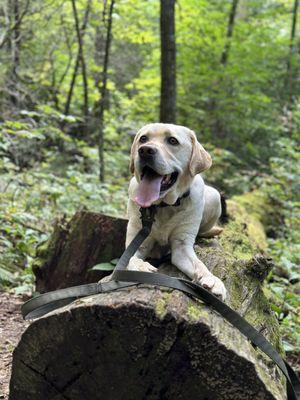 Crabtree Falls Campground