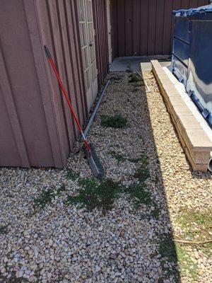 Weeds behind the dumpsters in front of the laundry room