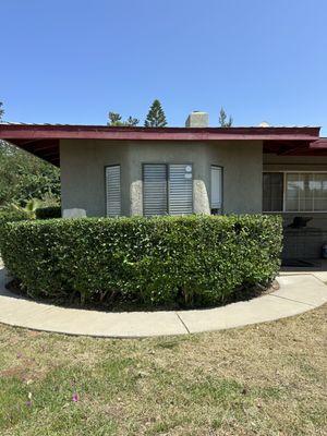 We trimmed this over grown bush