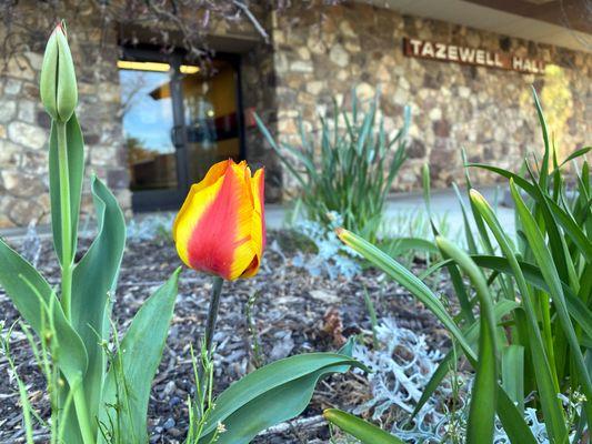 Flower bed outside of Tazewell Hall which houses our Workforce & Continuing Education department, SBDC, PTAC, and other admin offices.