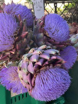 Artichoke flowers for sale