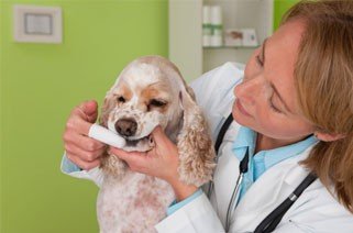 We want your pet to live a long, healthy life, and we understand that maintaining a healthy mouth is part of that...