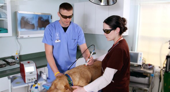 Laser therapy, like acupuncture, eases pain and actually heals without the use of pharmaceuticals and in many cases surgery.