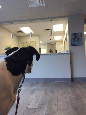 Monster Puppy waiting on the Vet