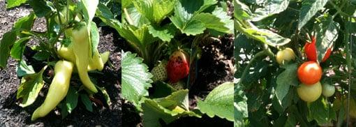 Audubon Park Garden District community garden.