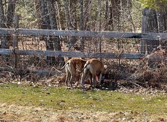 Whole Dog Camp