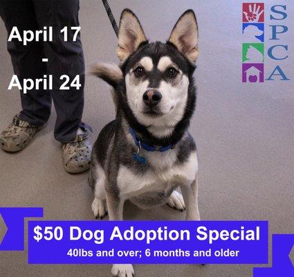 Adoption Special Ends Saturday April 24!