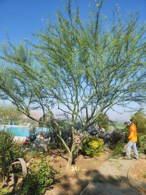 Palo Verde tree started to break limbs due to excess weight at the end of limbs. A little thinning did the trick.