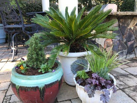 Seasonal Container Plantings