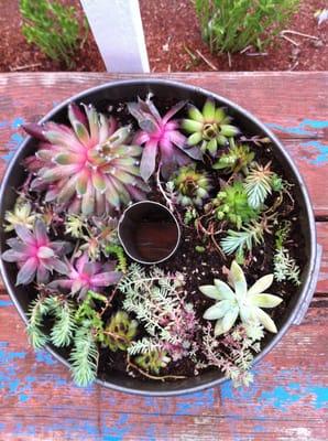 Succulents I planted in an angel food cake pan from here.