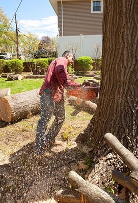 Levi's Tree Service LLC