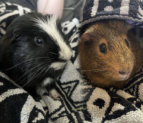 Guinea pigs