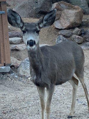 Hualapai Mountain Park