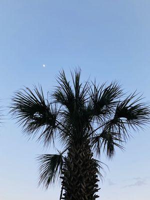 Palmetto and Moon View