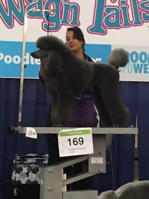 I compete in Grooming competitions