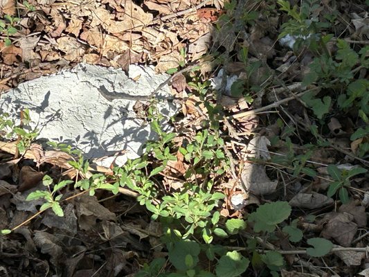 Lumps of cement dumped on property.