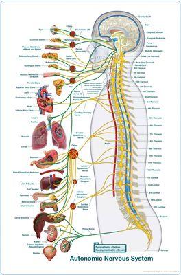 Spinal nerve function chart