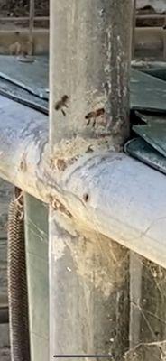 Bees flying past pipe to get water in horse bucket