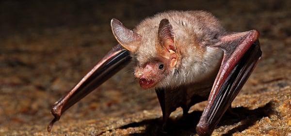 Bat Removal Services & Decontamination